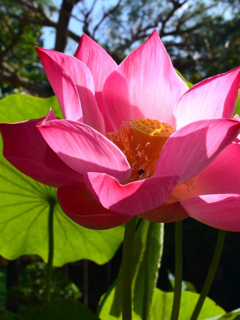 Vinyasa Yoga-Kurse in Seeheim-Jugenheim